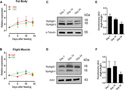 In the fed state, autophagy plays a crucial role in assisting the insect vector Rhodnius prolixus mobilize TAG reserves under forced flight activity